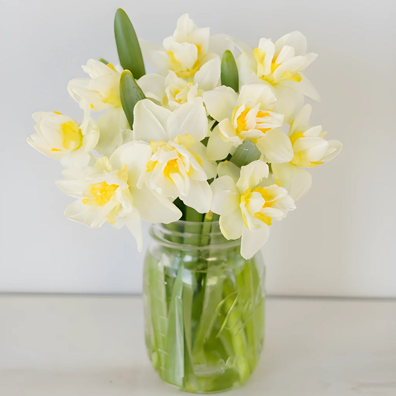 Rays of Sunshine Daffodil Flowers
