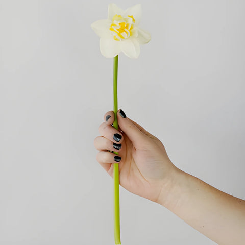 Rays of Sunshine Daffodil Flowers