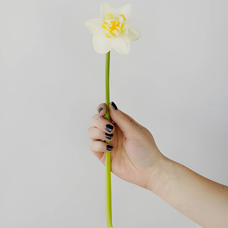 Rays of Sunshine Daffodil Flowers