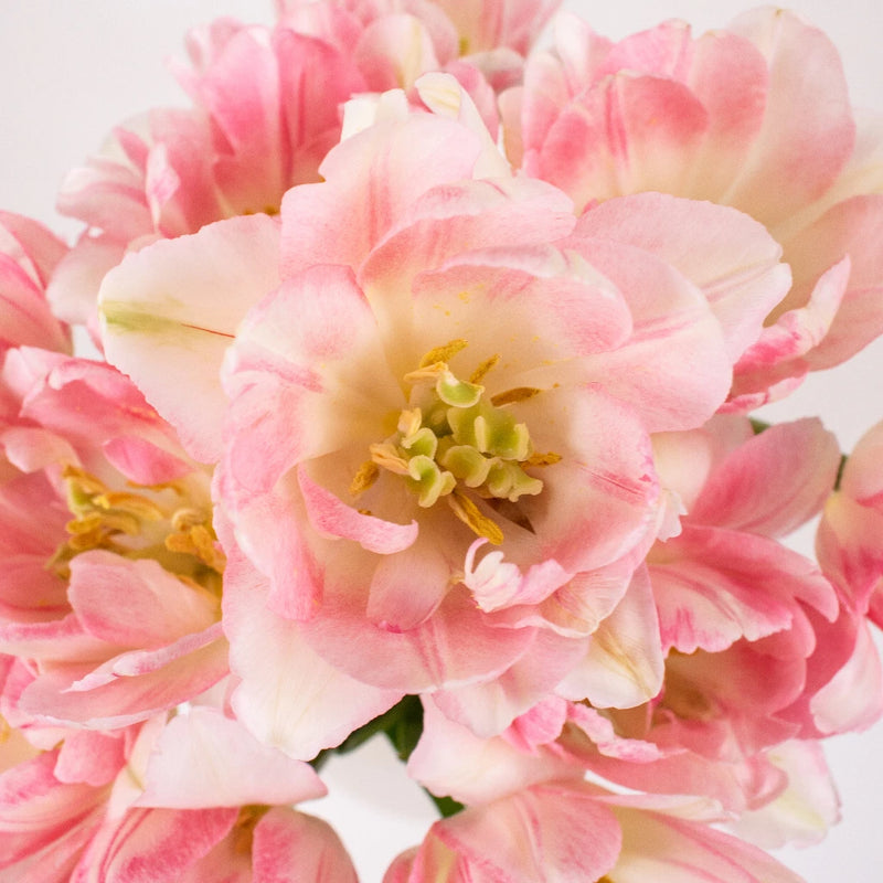 White And Pink Parrot Tulips Flower Up Close
