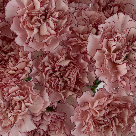 White And Purple Carnation Flowers Close Up - Image