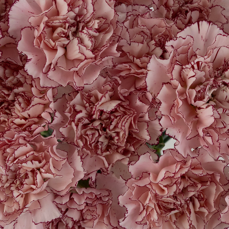 White And Purple Carnation Flowers Close Up - Image