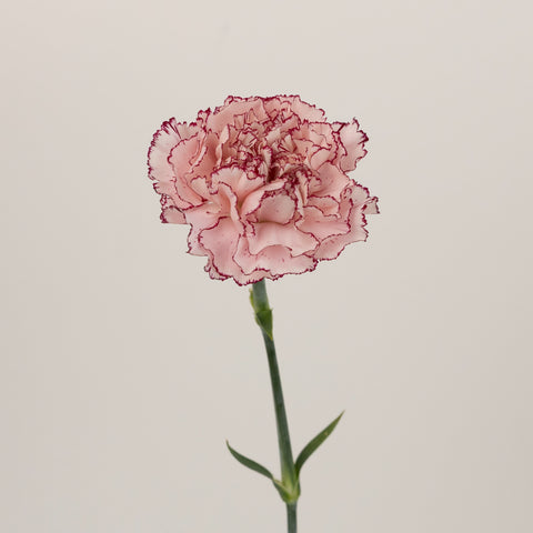 White And Purple Carnation Flowers Stem - Image