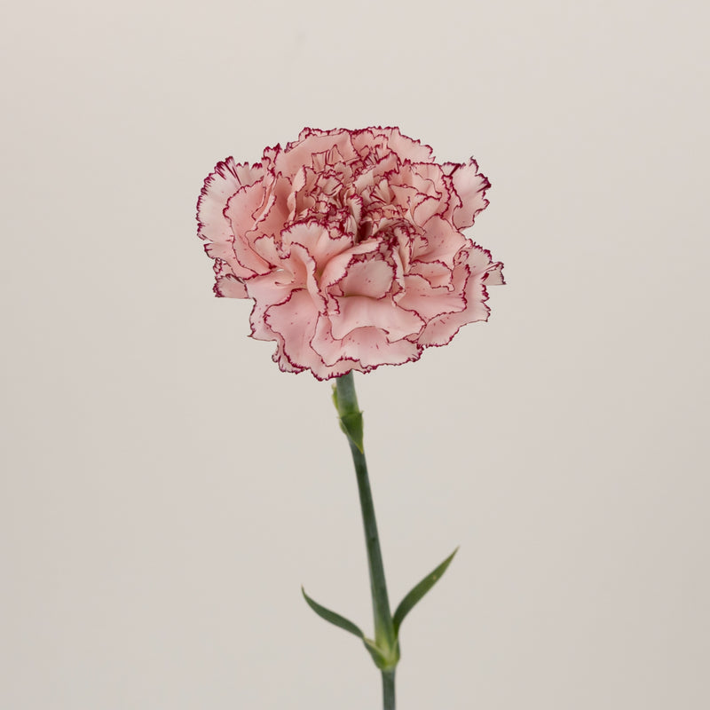 White And Purple Carnation Flowers Stem - Image