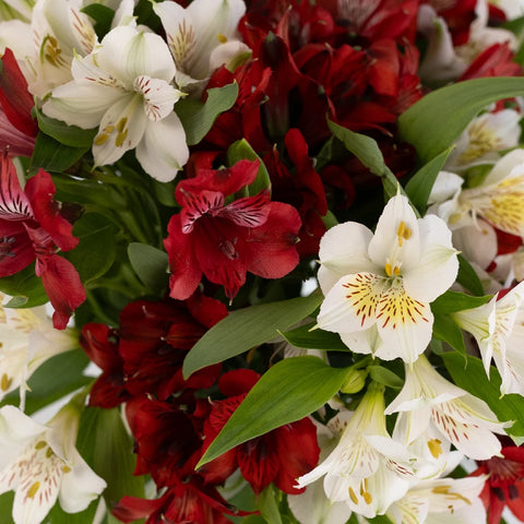 White And Red Alstroemeria Valentines Flowers Close Up - Image