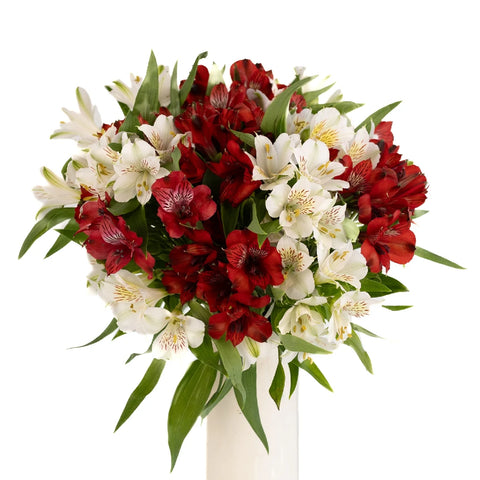 White And Red Alstroemeria Valentines Flowers Stem - Image