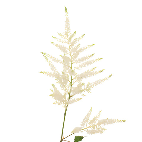 White Astilbe Flower November to April