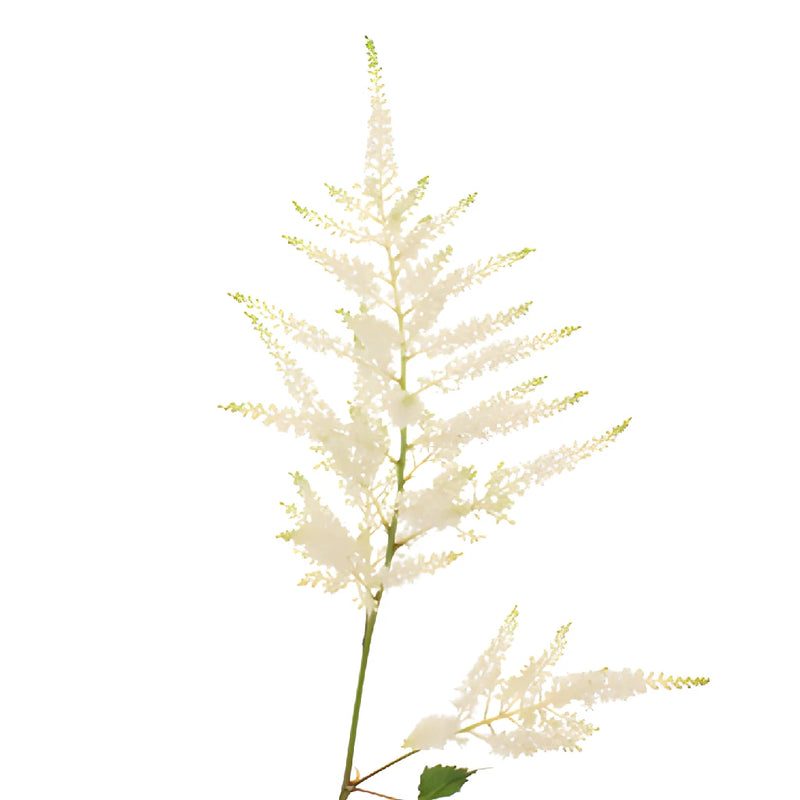 White Astilbe Flower November to April