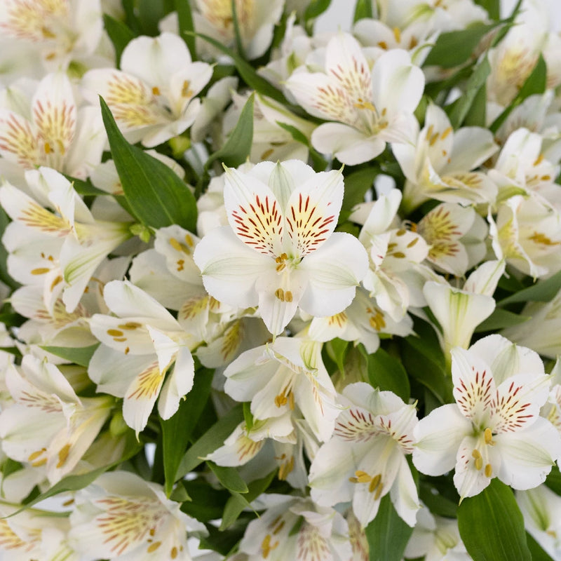 White Blush Peruvian Lilies Close Up - Image