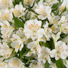 White Blush Peruvian Lilies