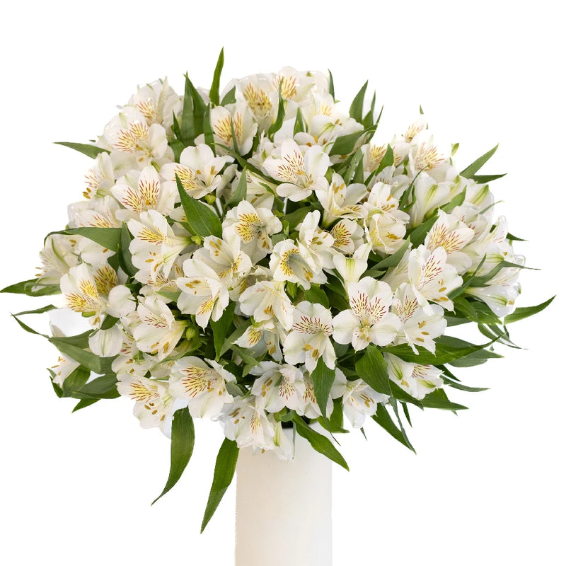 white lily boutique hutchinson ks Buy Wholesale White Blush Peruvian Lilies in Bulk