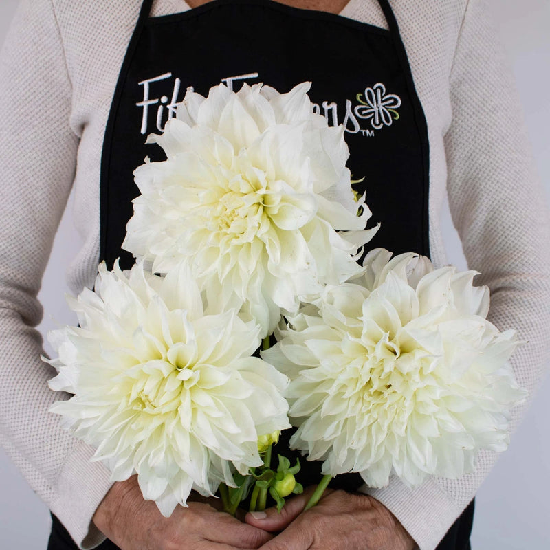 White Bridal Dinner Plate Dahlia Flower Bunch in Hand