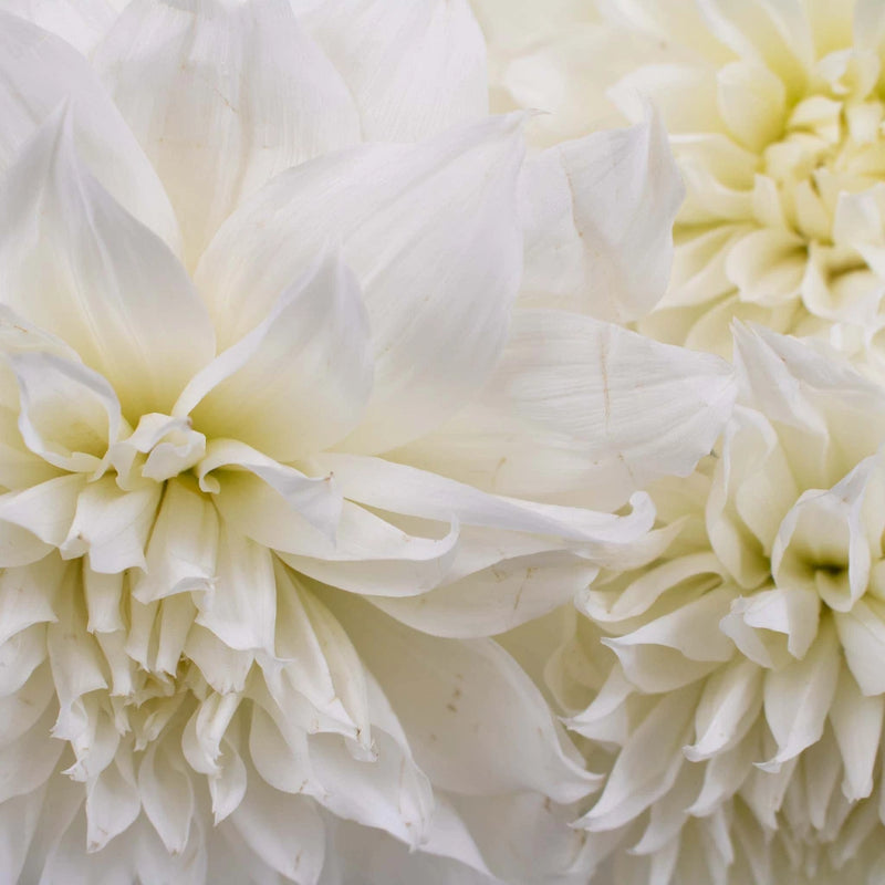 White Bridal Dinner Plate Dahlia Flower Up Close