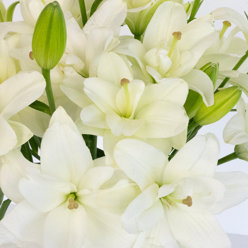 White Butterfly Lily Flower Close Up - Image