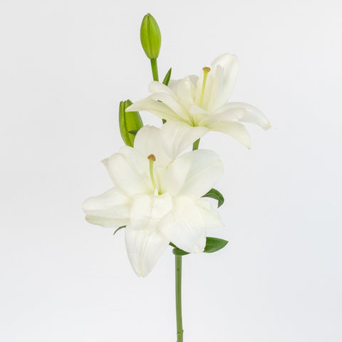 white silk lilies Buy Wholesale White Butterfly Lily Flower in Bulk