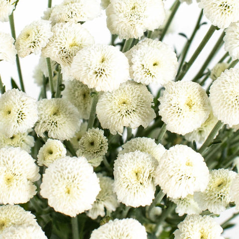 White Button Feverfew Close Up - Image