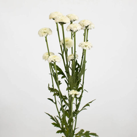 White Button Feverfew Stem - Image