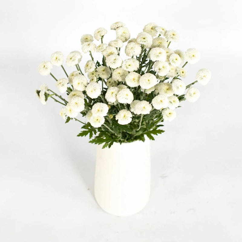 White Button Feverfew Vase - Image