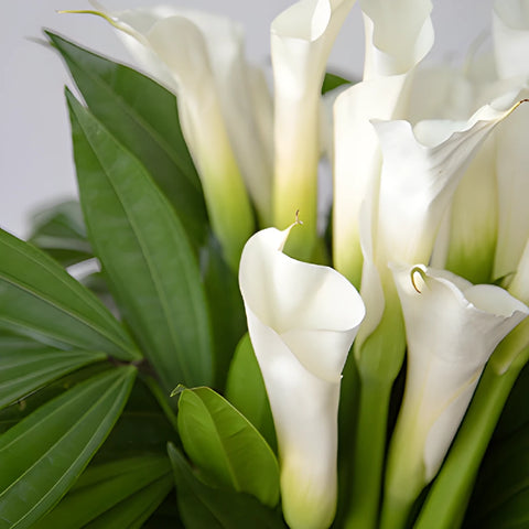 White Classic Calla Lily Centerpieces