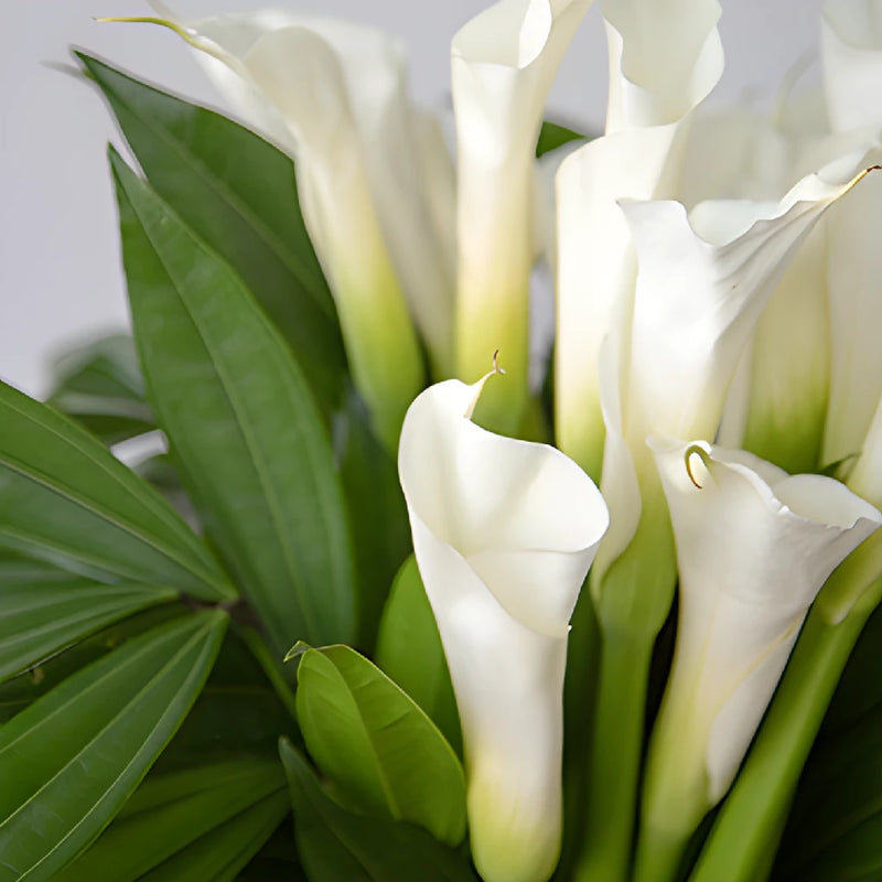 White Classic Calla Lily Centerpieces