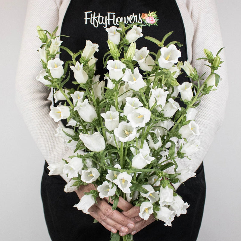 White Campanula Flower Bunch in Hand