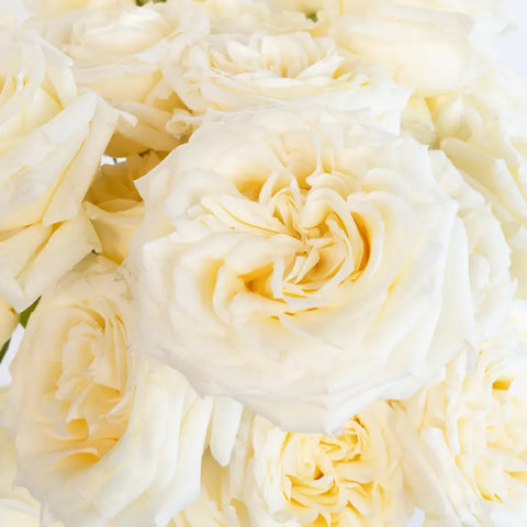 White Candlelight Rose Bouquet Close Up - Image