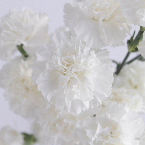 White Carnations Flower Close Up - Image