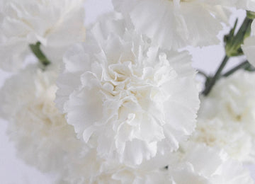 White Carnations Flower Close Up - Image