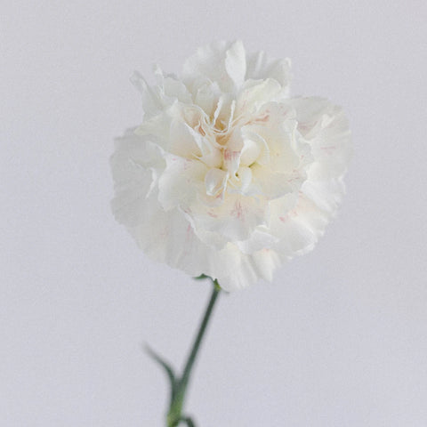 White Carnations Flower Stem - Image