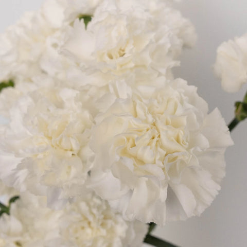 White Carnations Valentines Day Special Stem - Image