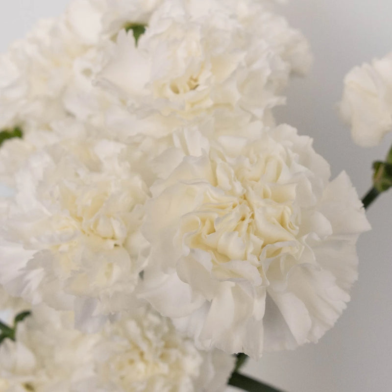 White Carnations Valentines Day Special Stem - Image