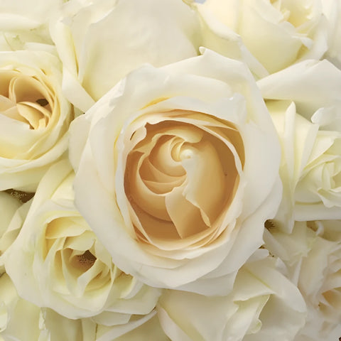 White Chocolate Rose Close Up - Image