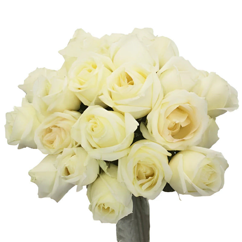 White Chocolate Rose Vase - Image