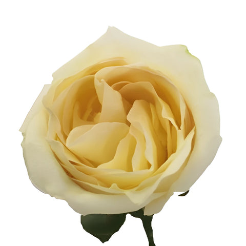White Chocolate Rose - Image