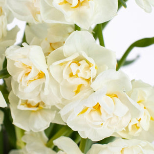 White Daffodil Flower Up Close