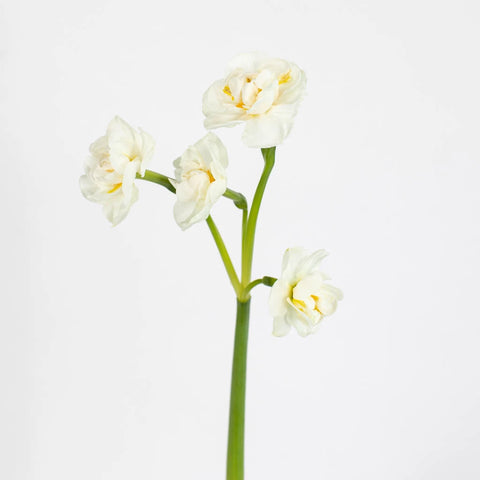 White Daffodil Flower Stem