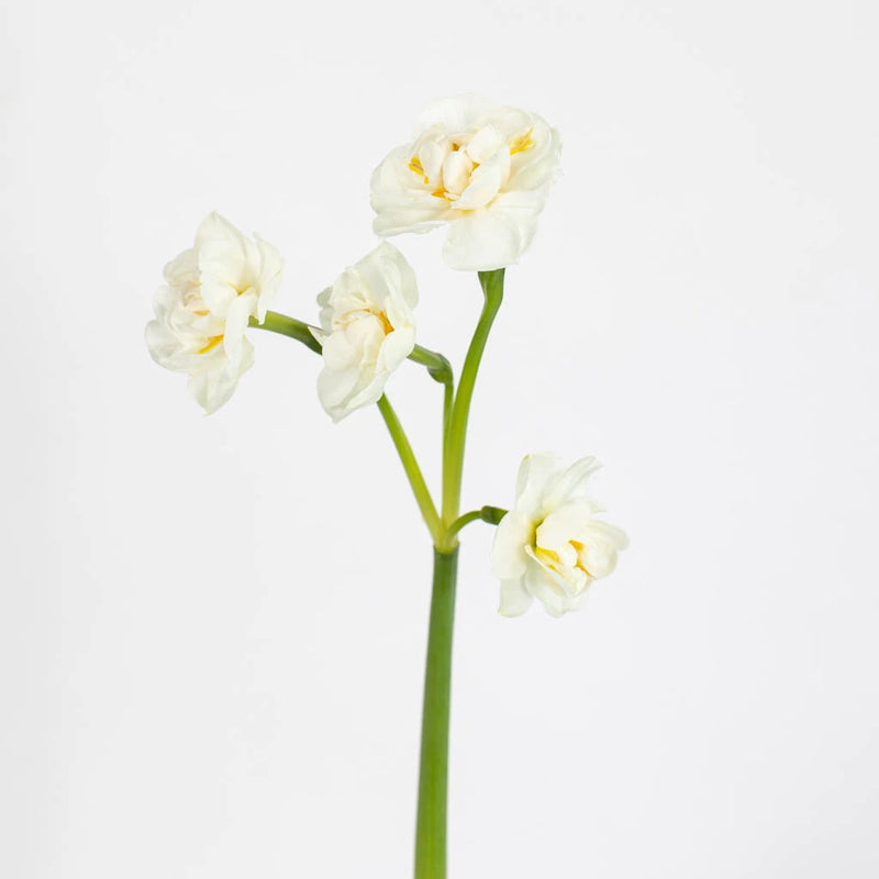 White Daffodil Flower Stem