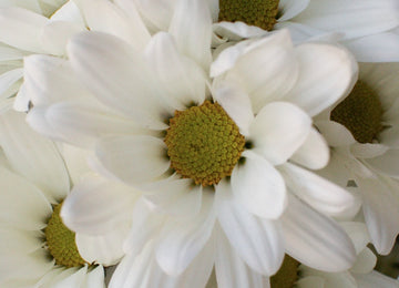 White Daisy Flower Close Up - Image