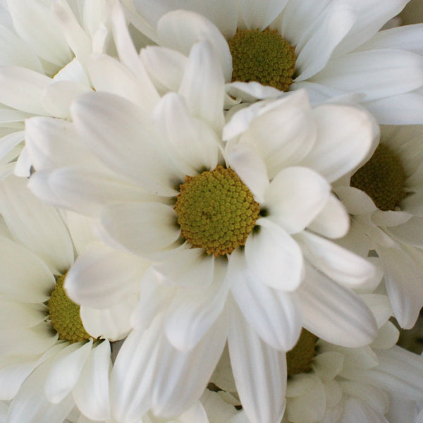 White Daisy Pom Flower