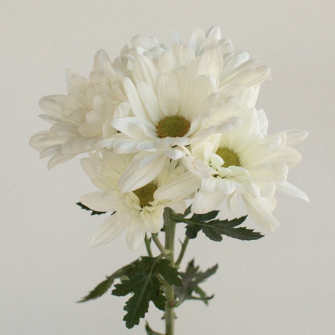 White Daisy Flower Stem - Image