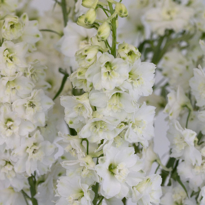 White Delphinium Flower Close Up - Image