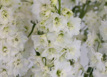 White Delphinium Flower Close Up - Image