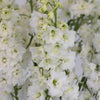 White Delphinium Flowers