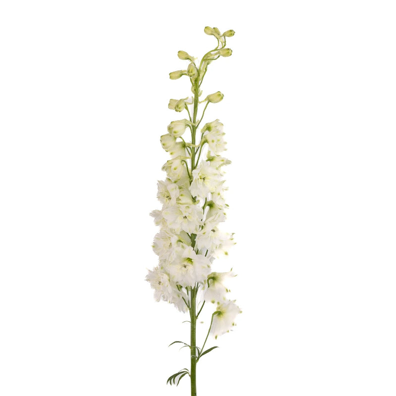 White Delphinium Flower Stem - Image