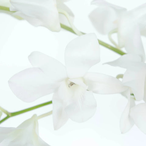 White Dendrobium Orchids Flower Close Up - Image