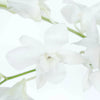 White Dendrobium Orchids Flower