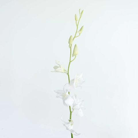 White Dendrobium Orchids Flower Stem - Image