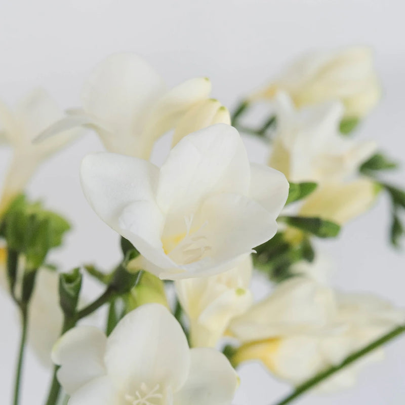 White Designer Freesia Flower Close Up - Image