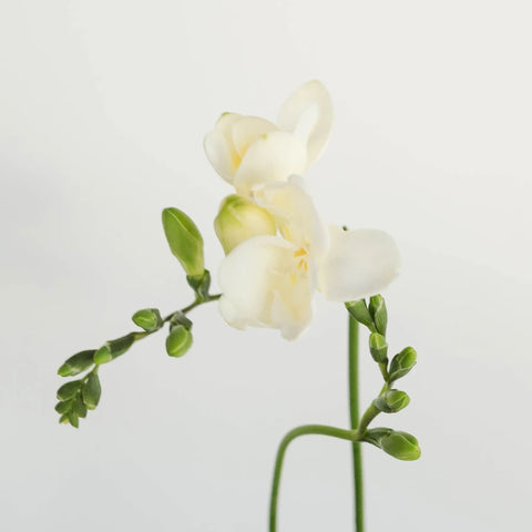 White Designer Freesia Flower Stem - Image
