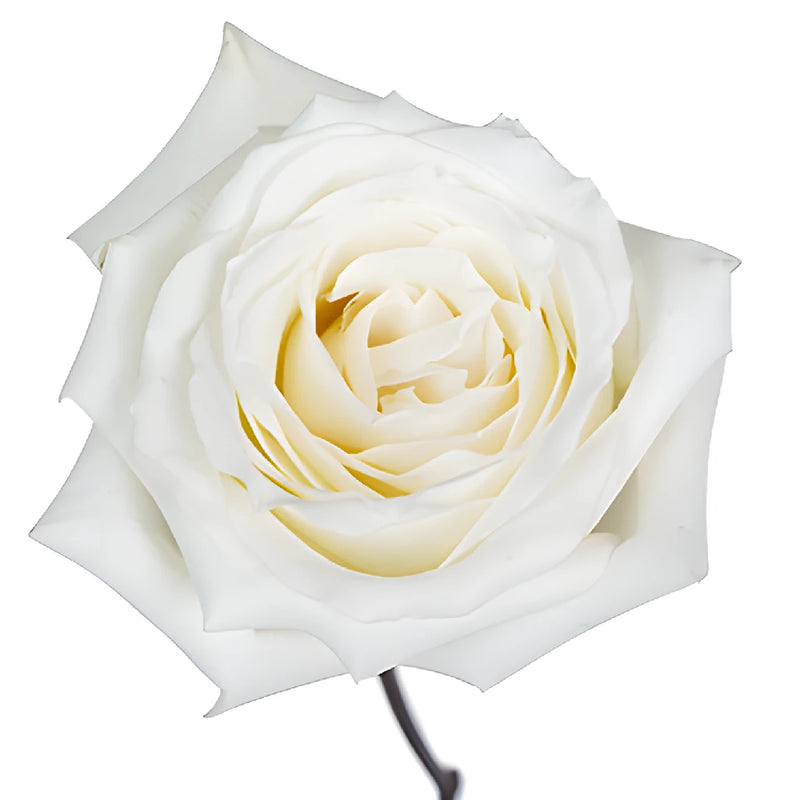 Fresh White Rose